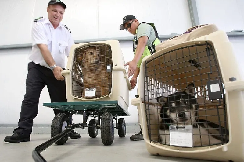 Despachante aduaneiro para animais